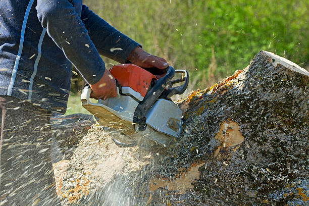 Trusted St Michael, MN Tree Service Experts